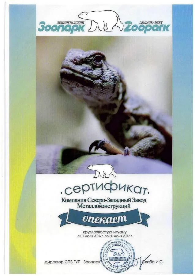 iguana.jpg