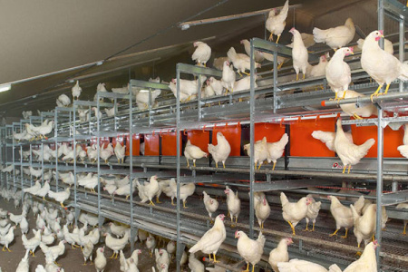 Быстровозводимые птичники